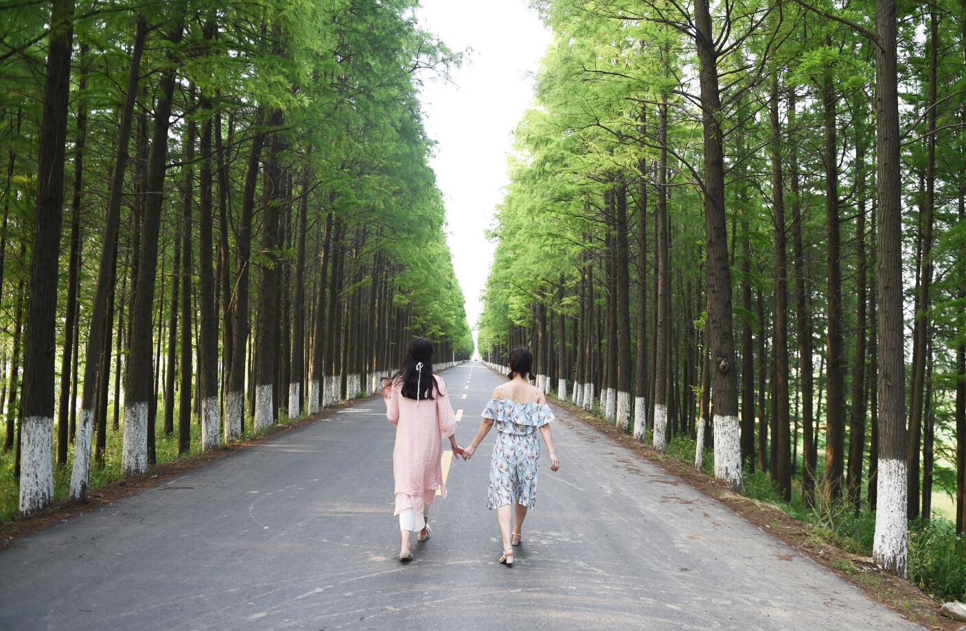 金湖最美风景绿道，给您一路繁花似锦！